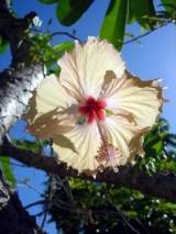 HIBISCUS